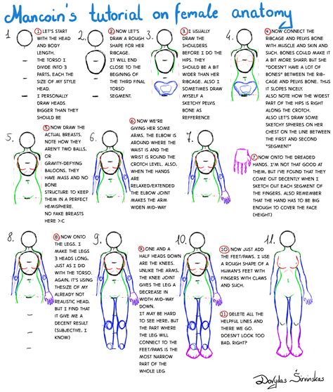 female anatomy drawing|female anatomy drawing step by.